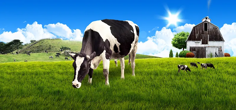 蓝天云朵太阳清新绿色奶牛绿草地海报banner