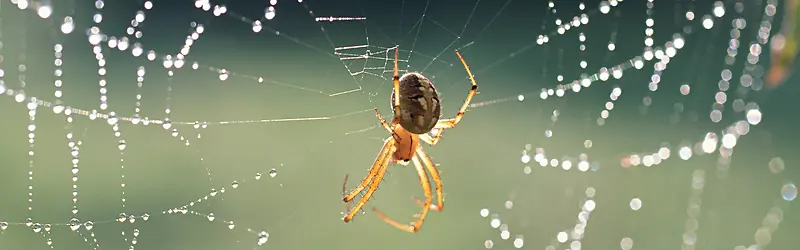 露珠蜘蛛织网摄影背景