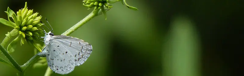 摄影植物上的白蝴蝶背景