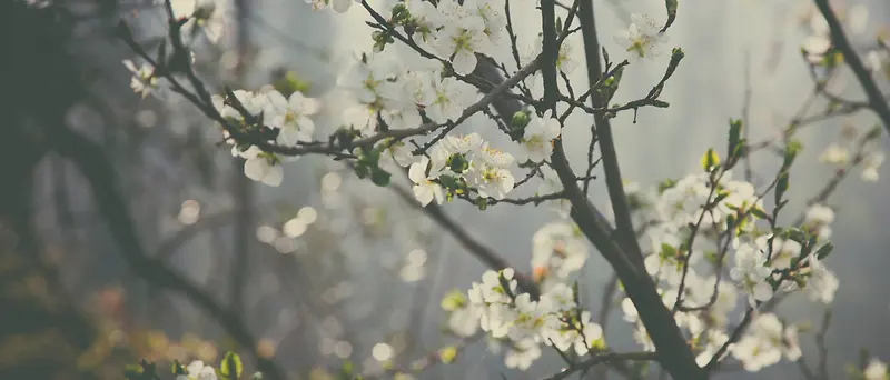 梨花背景