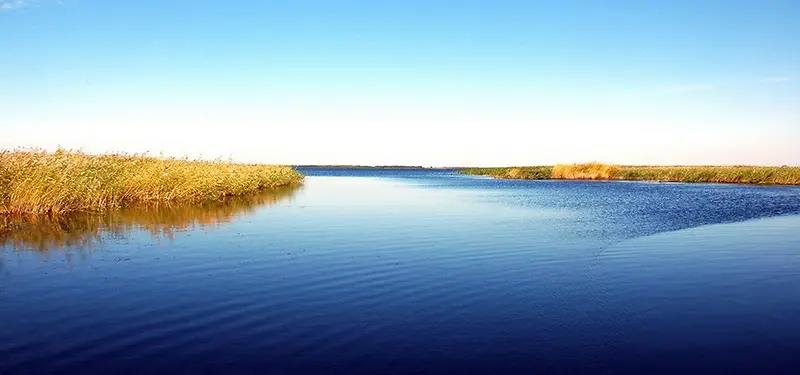 湖水芦苇背景