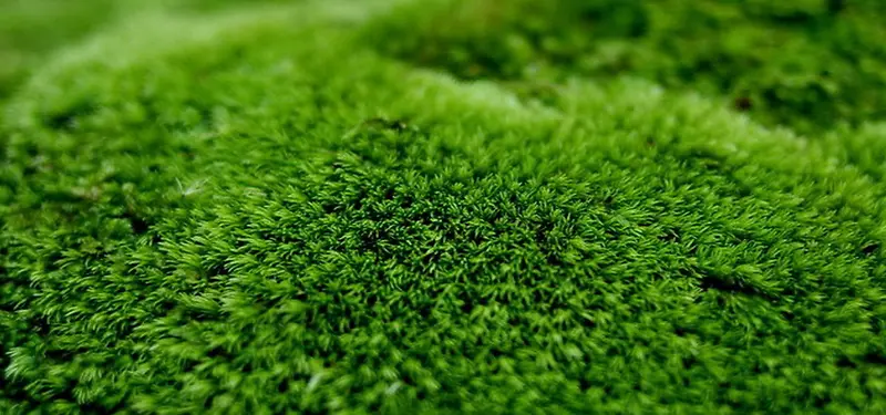 草坪青苔背景图片