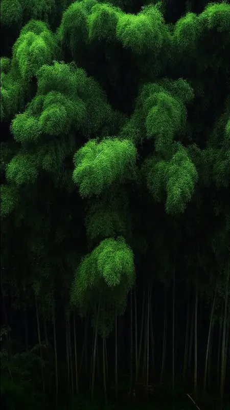 一方茂密的竹子林