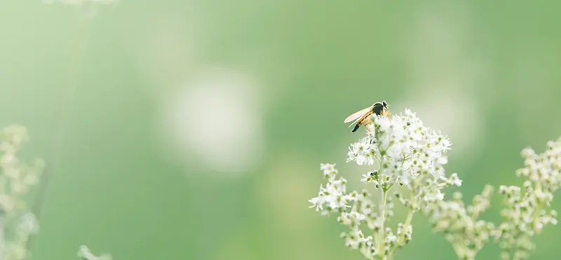 风景摄影蜜蜂落在花枝上