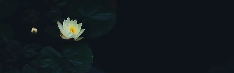 摄影黑夜里的白莲花背景