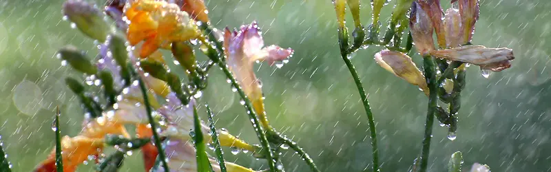 摄影雨滴里的花朵背景
