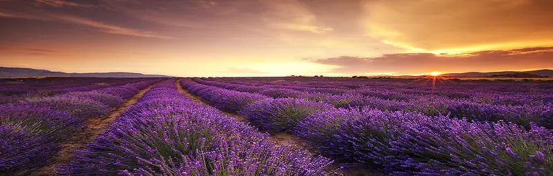 夕阳落日紫色薰衣草庄园背景