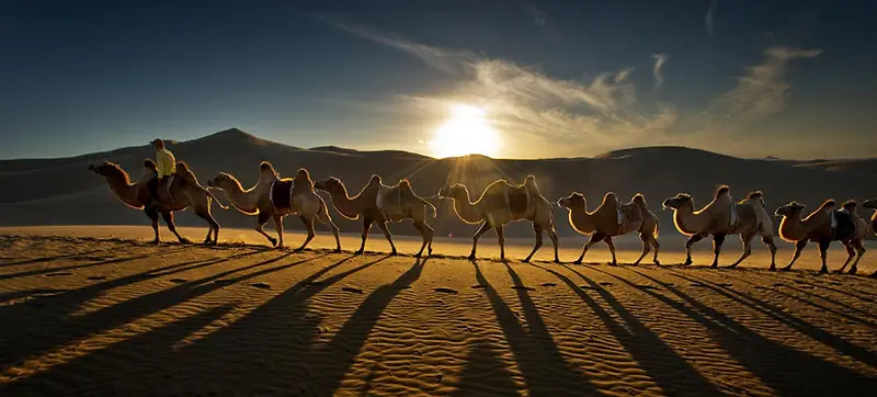 骆驼群体海报背景
