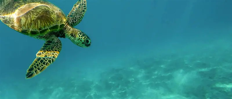 海龟潜水简约蓝色背景