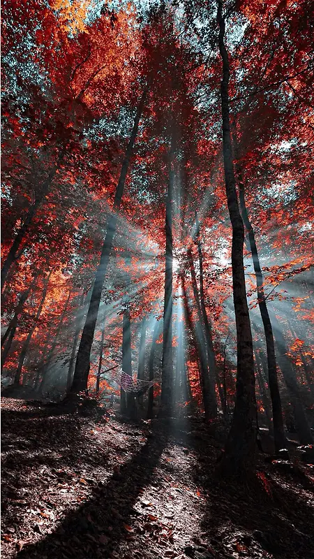 树林中的光线H5素材背景