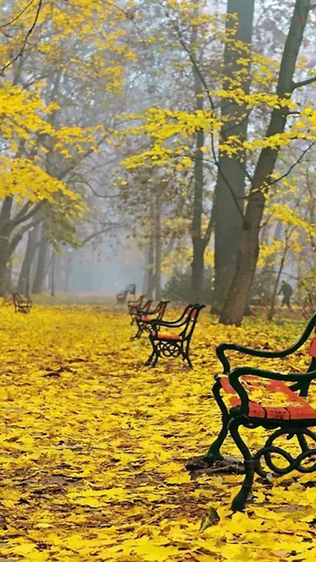 秋天金色枫叶公园H5背景素材