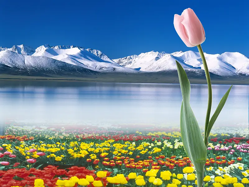 湖边雪山鲜花盛开的背景图片