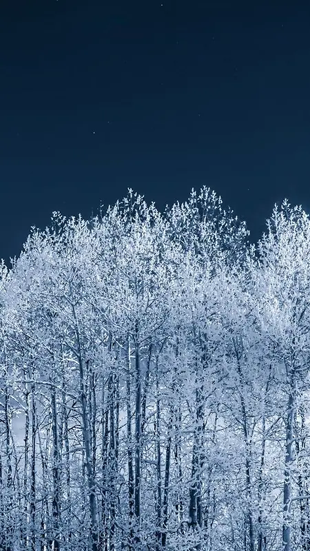 雪树背景图