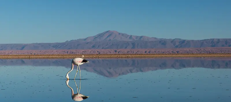 丹顶鹤背景