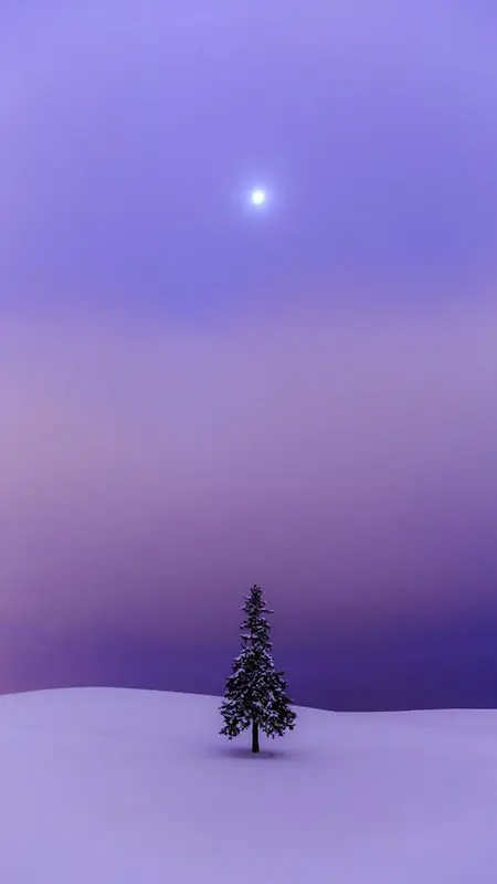雪中毅力的树
