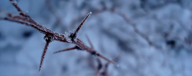 雪中树枝背景