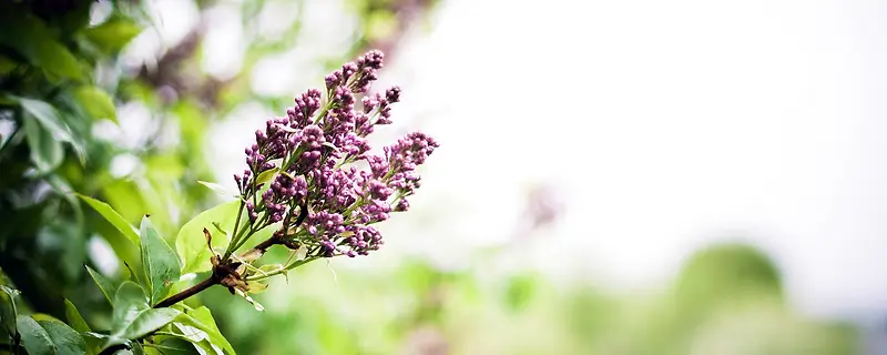 绿色渐变鲜花背景