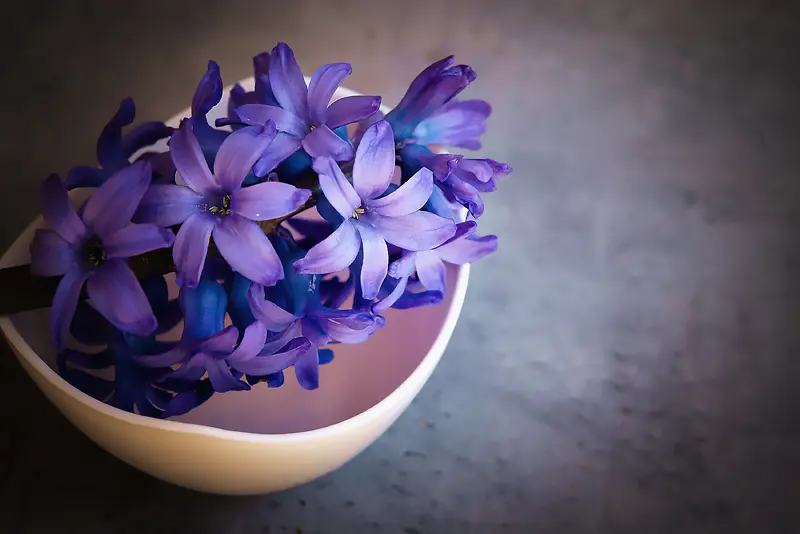 紫色的风信子鲜花背景