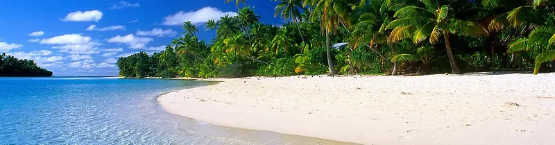 海滩椰树摄影背景