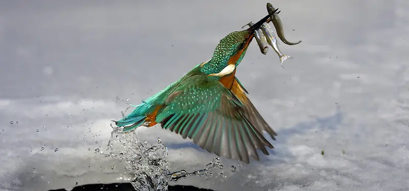 冰里废飞出的水鸟