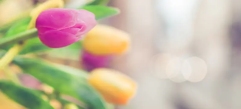 摄影郁金香花朵背景