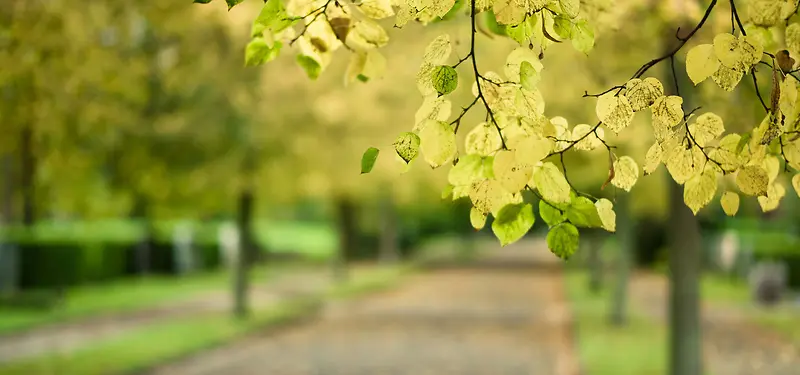 黄叶小径淘宝海报背景banner