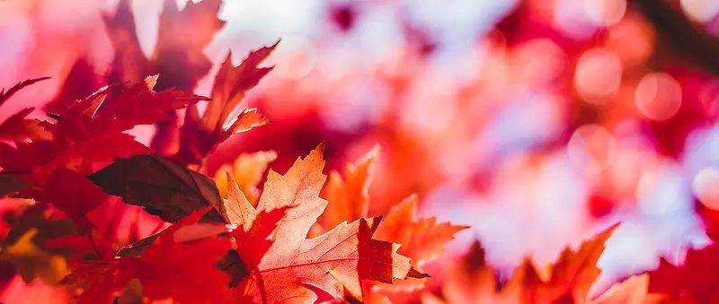 摄影秋天的红色枫叶