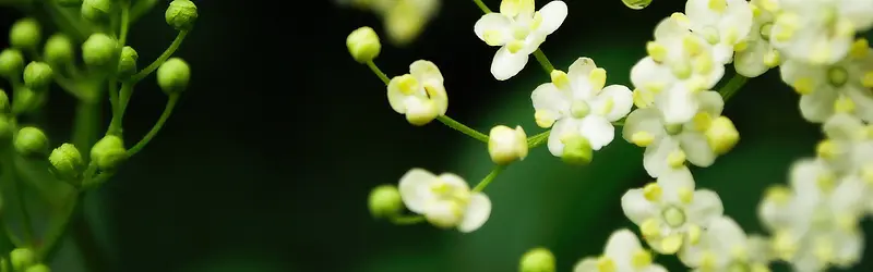 绿色植物花朵海报背景