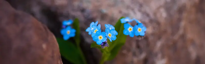 岩石缝里的小蓝花背景