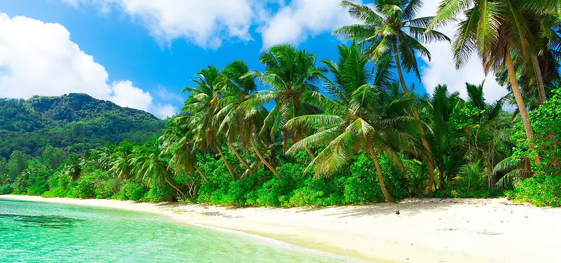 夏季海滩椰树banner
