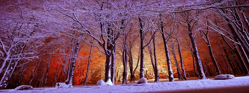 梦幻森林摄影雪背景