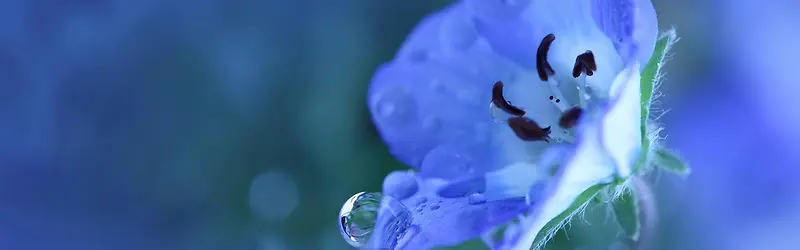 蓝色花卉摄影背景
