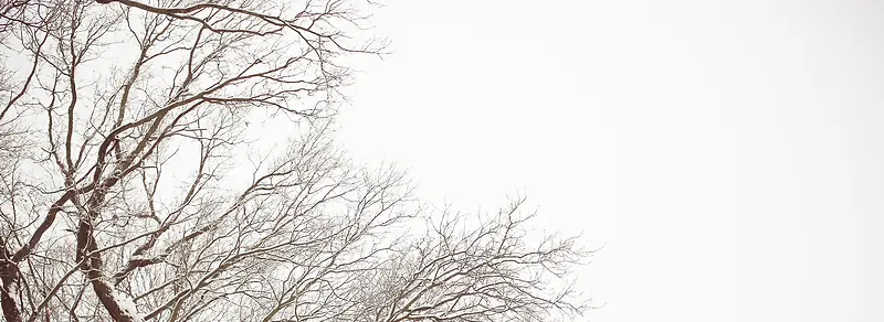 冬天树枝背景