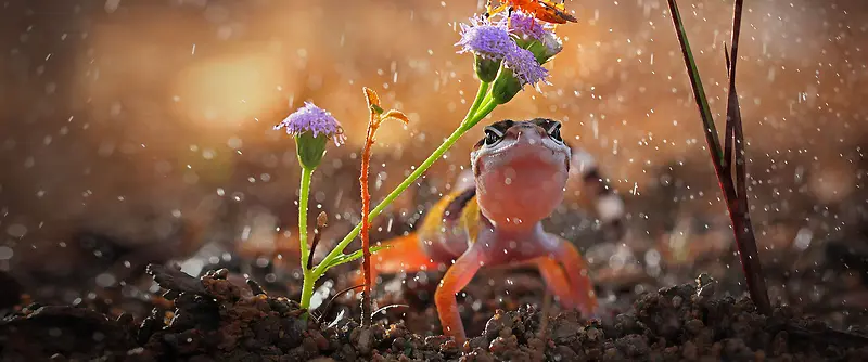 雨中捕食的青蛙