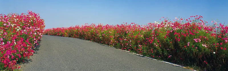 小花道路背景