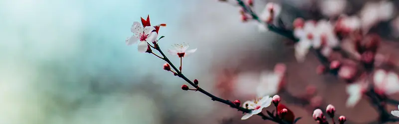 摄影樱花树背景