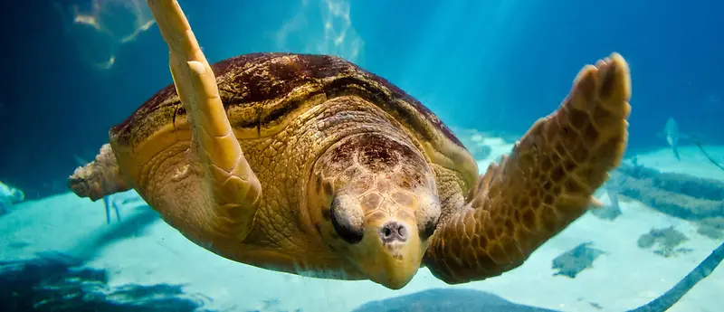水下海龟背景图