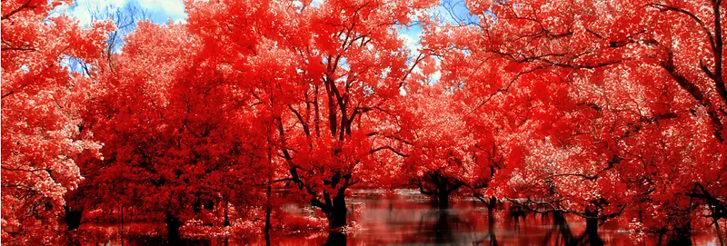 红色枫叶风景