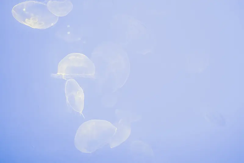 清新蓝色水母水下背景图