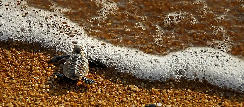 沙滩小乌龟背景图
