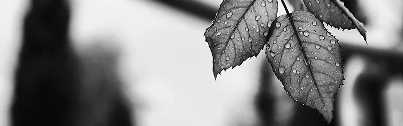 黑白摄影叶子背景