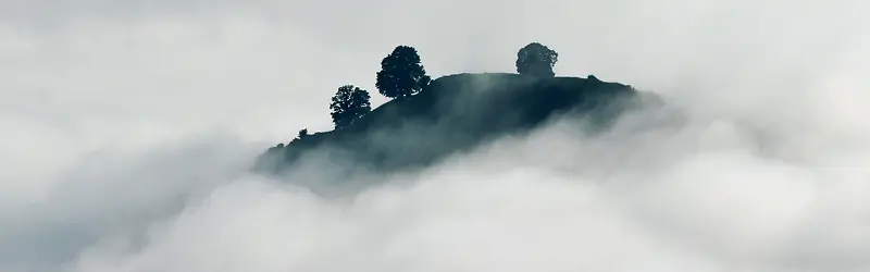 摄影迷雾中的树背景