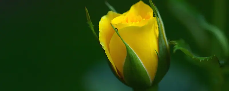 黄色玫瑰花蕾背景图
