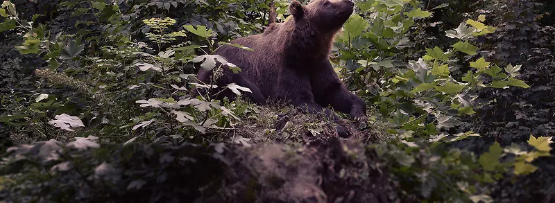 棕熊背景