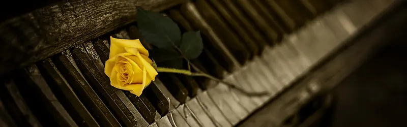 摄影钢琴上的黄玫瑰