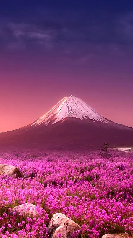 花海山峰背景