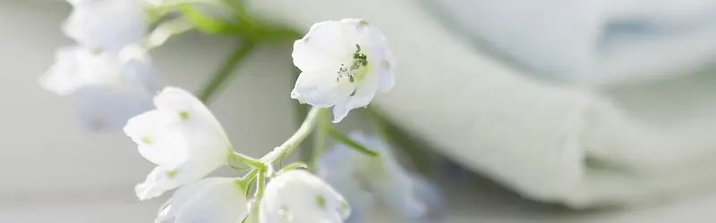 摄影白色小花背景