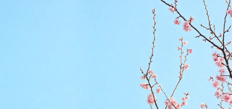 日系唯美小清新樱花