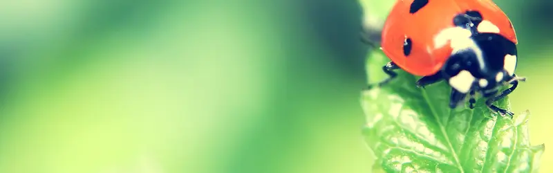 七星飘虫