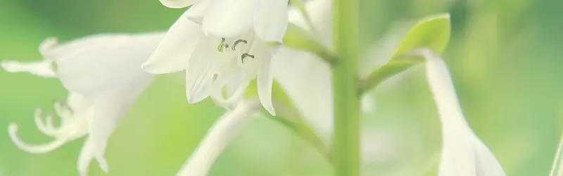 白菊 菊花